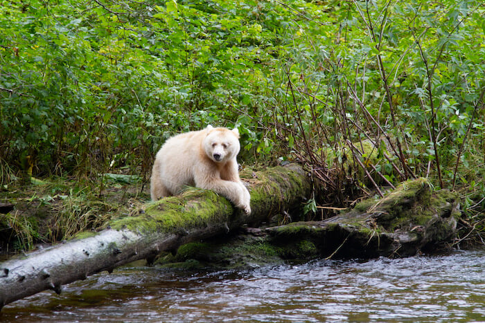 Great-Bear-Rainforest-photo-by-Doug-Neasloss