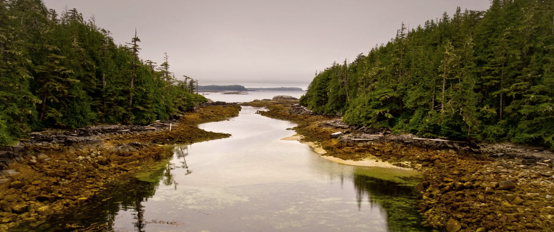 forest and river image